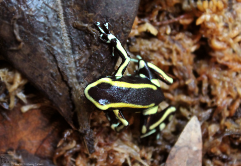 Yellow Striped Poison Frog (Dendrobates truncatus)