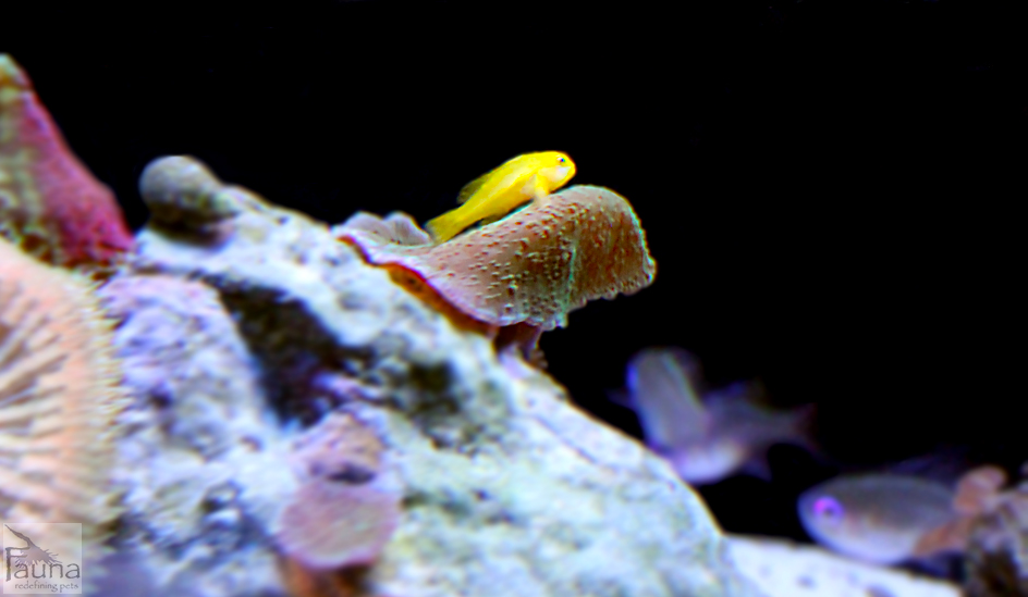 Yellow Clown Goby (Gobiodon okinawae)