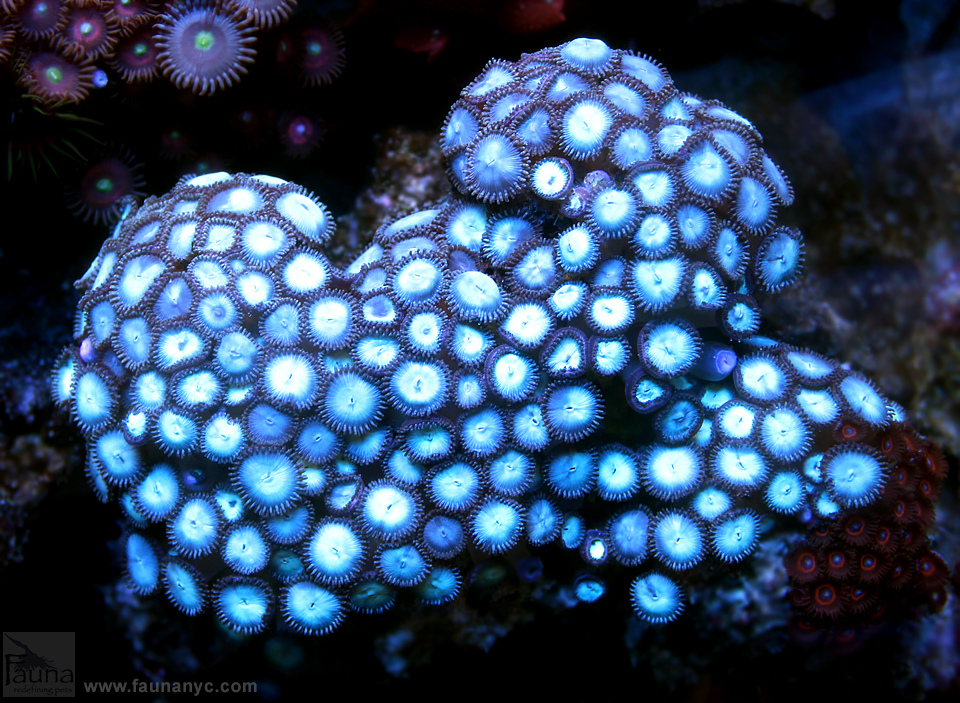 Zoanthids