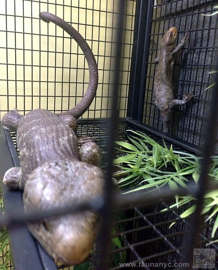 Prehensile Tailed Skink (Corucia zebra)