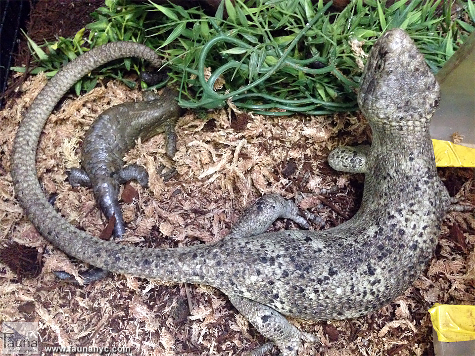 Prehensile Tailed Skink (Corucia zebra)