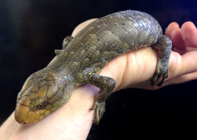 Prehensile tailed skink (Corucia zebra)