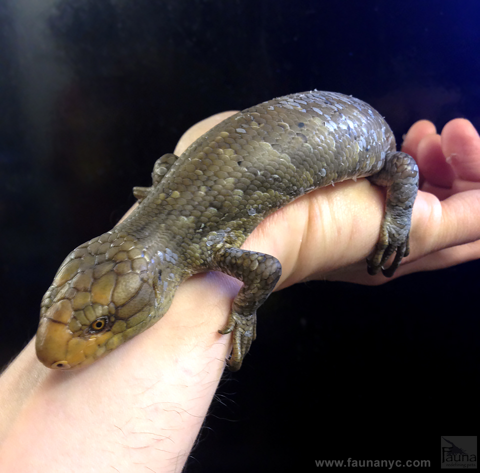 Prehensile Tailed Skink (Corucia zebra)