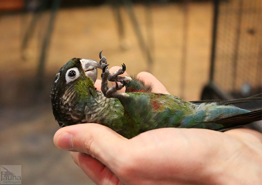 Crimson Bellied Conure