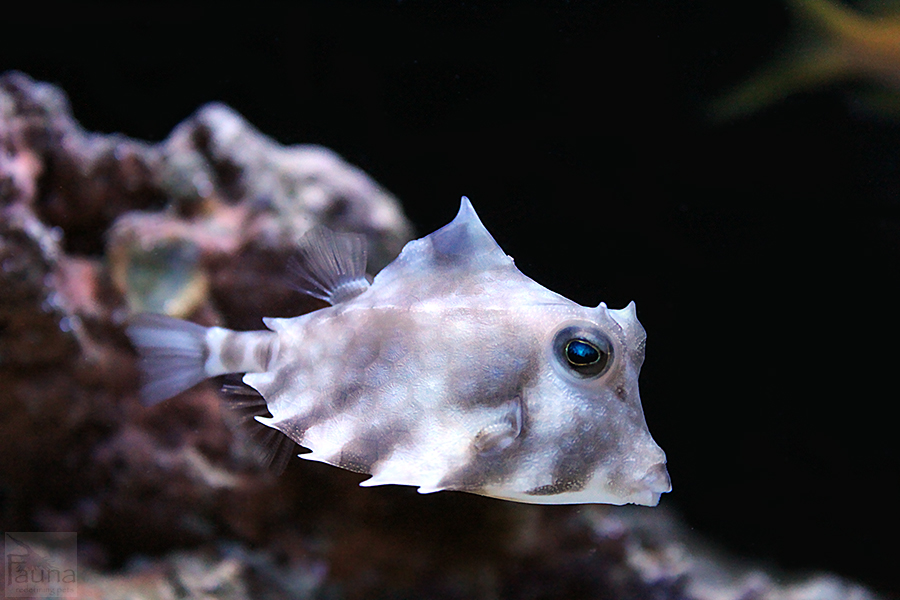 Camel Cowfish (Tetrasomus gibbosus)