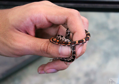 Okeetee Corn Snake