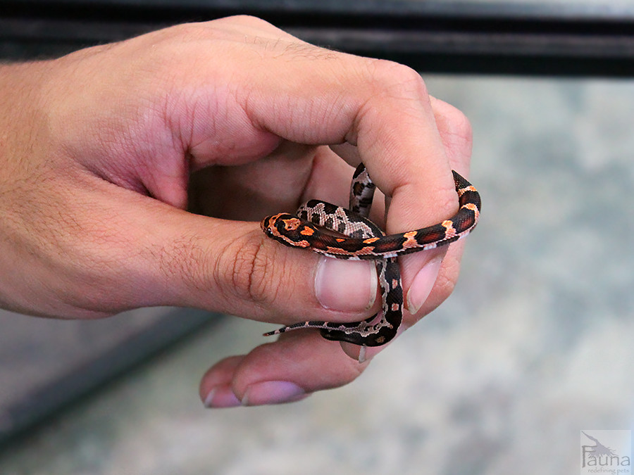 Okeetee Corn Snake