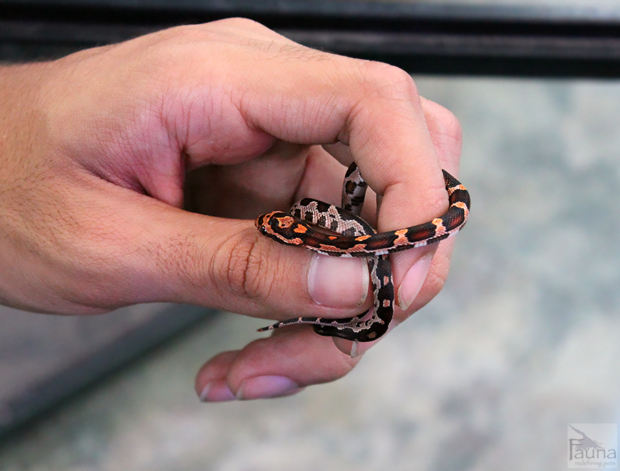 Okeetee Corn Snake