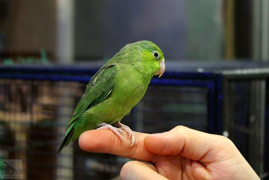 Parrotlet