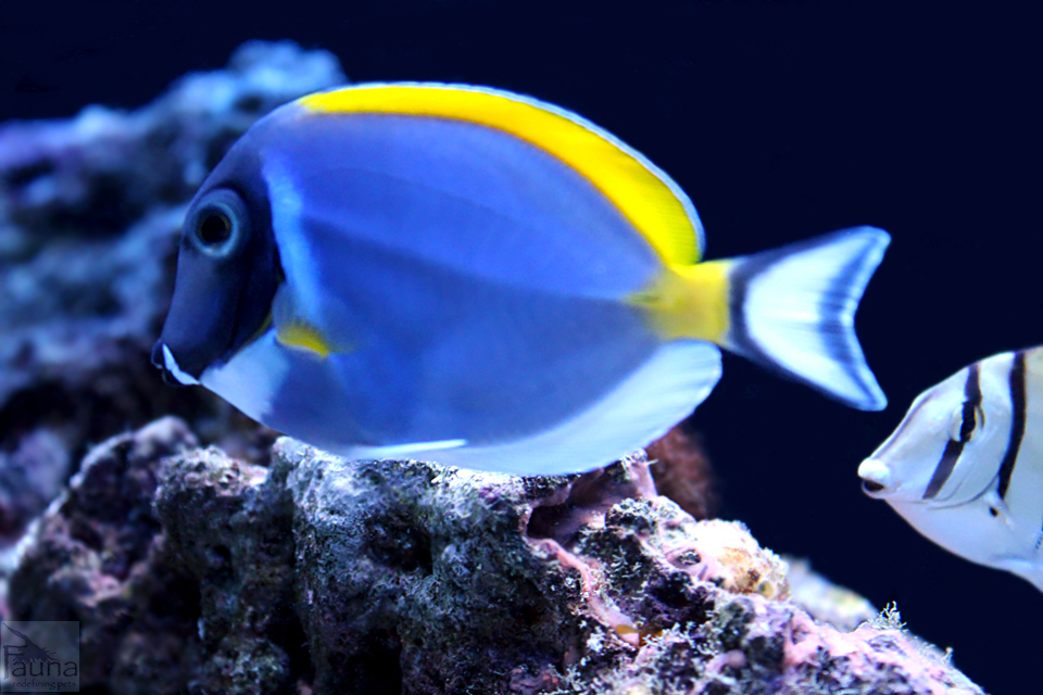 Powder Blue Tang (acanthurus leucosternon)