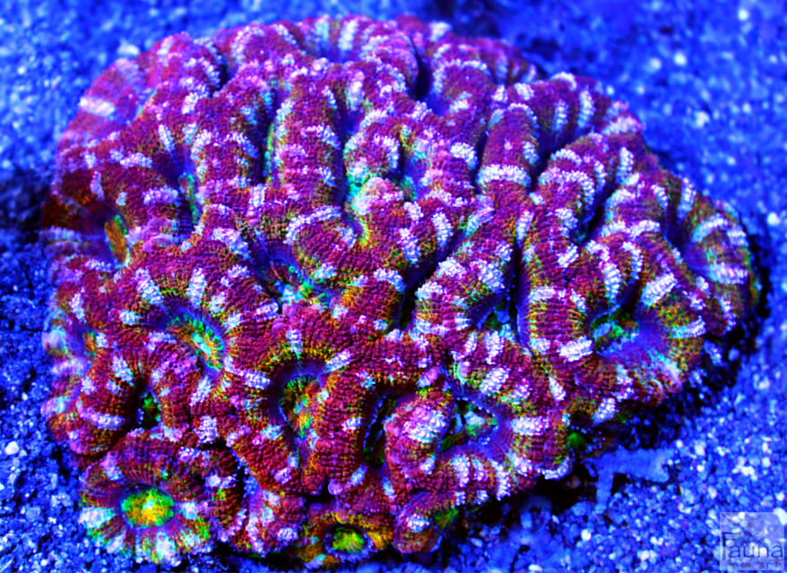 Rainbow Acan (Acanthastrea lordhowensis)