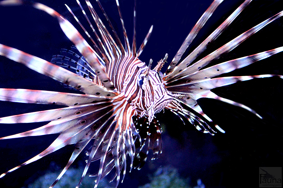 Volitan Lionfish (Pterois volitans)