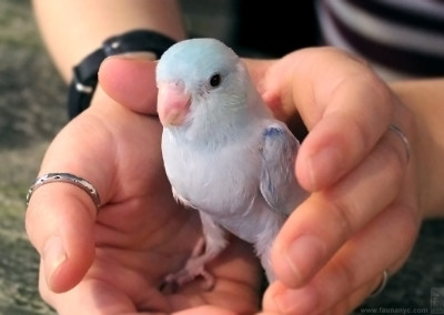 Parrotlet