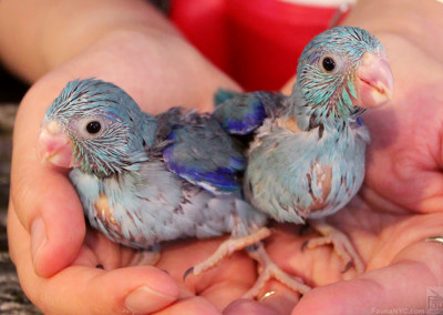 Pacific Parrotlets