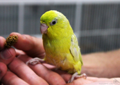 American Yellow Pacific Parrotlet