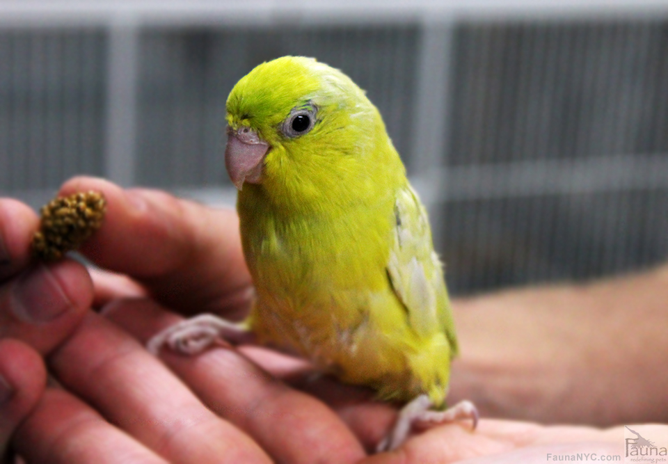 American Yellow Pacific Parrotlet