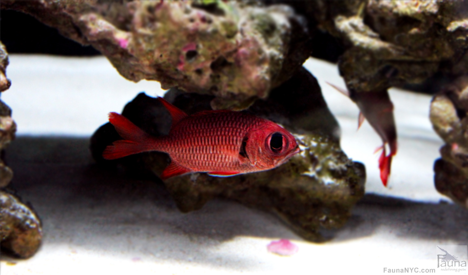 Big Eye Soldierfish (Myripristis sp.)