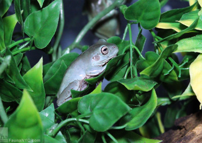 White’s Tree Frog aka Dumpy Tree Frog