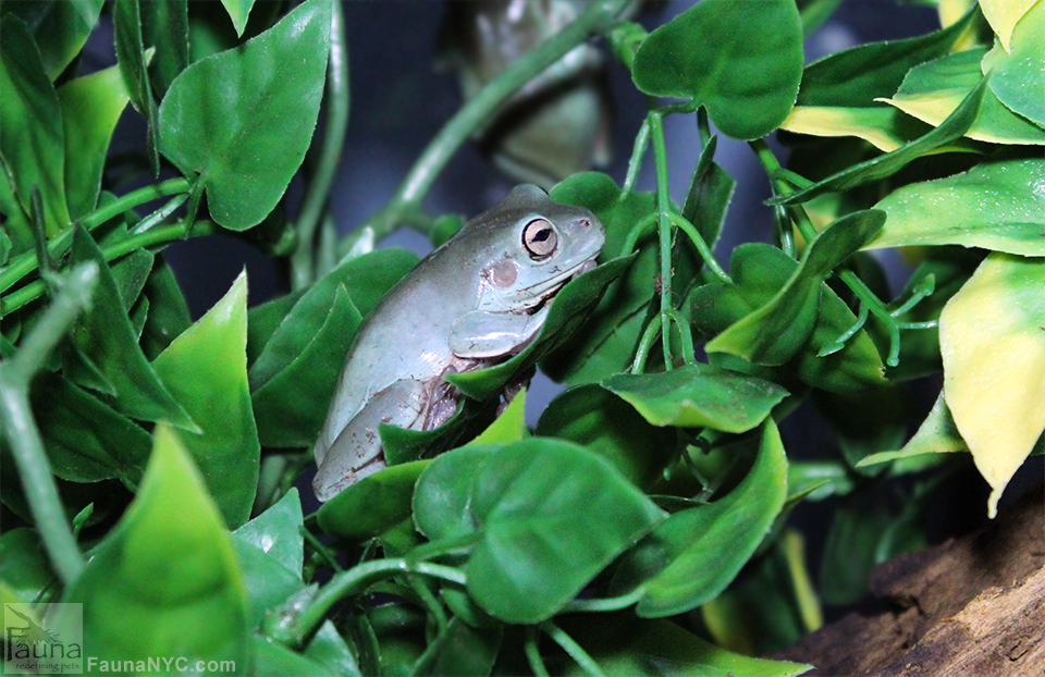 White’s Tree Frog aka Dumpy Tree Frog