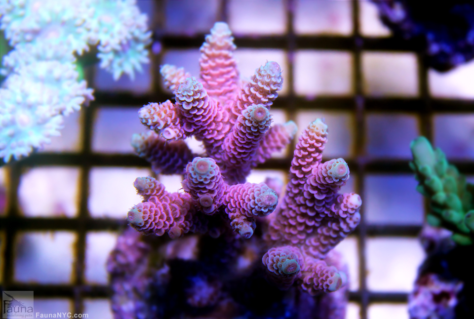 Pink Milli (Acropora millepora)