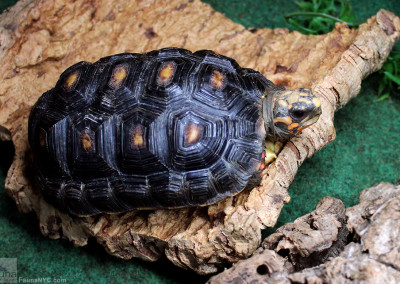 Red Footed Tortoise