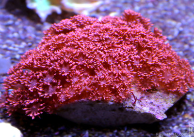 Red Goniopora