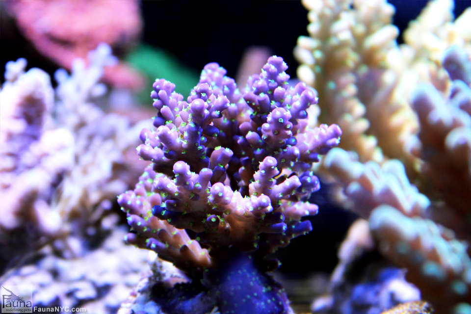 Purple Tricolor Acro (Acropora secale)