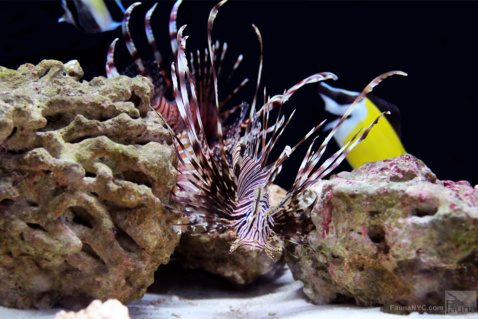 Red Volitan Lionfish (Pterois volitans)