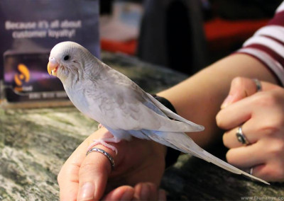 Budgerigar aka Parakeet