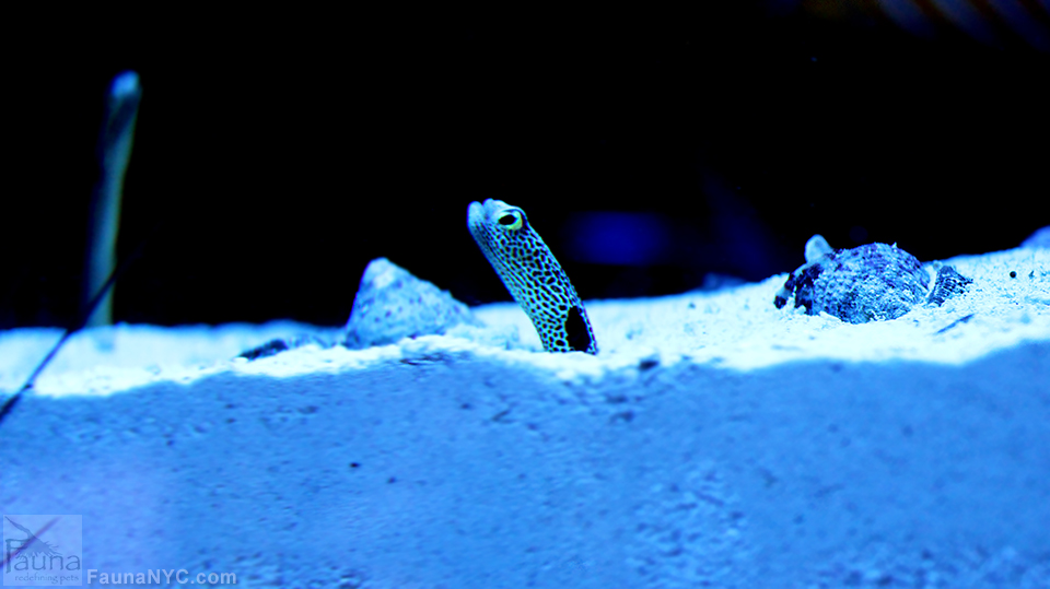 Garden Eel (Taenioconger hassi)