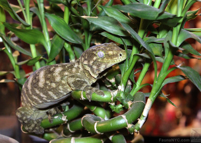 New Caledonian Giant Gecko (Rhachodactylus leachianus)