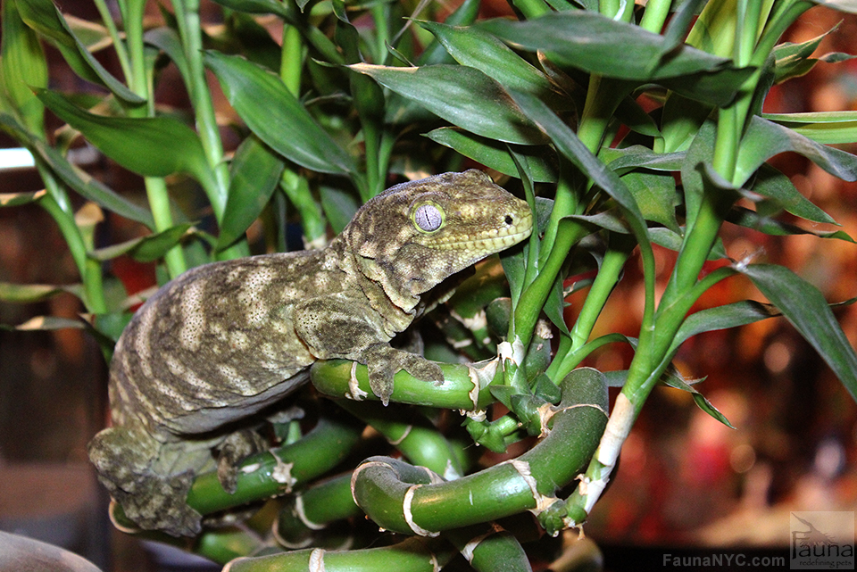 New Caledonian Giant Gecko (Rhachodactylus leachianus)