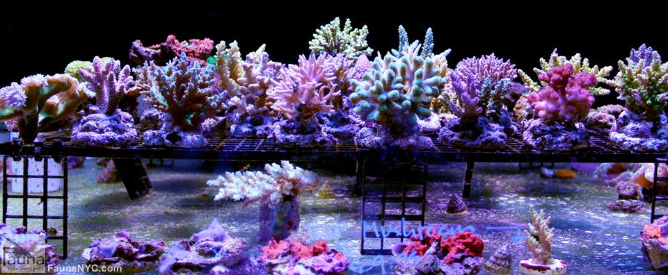 Maricultured SPS Corals