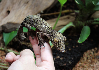 Uroplatus sameiti