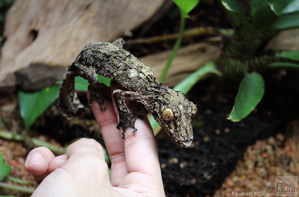 Uroplatus sameiti