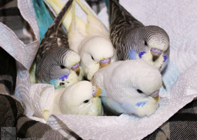 Budgerigars