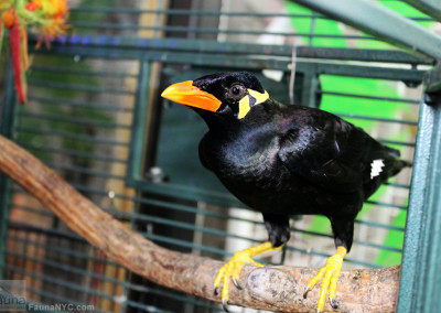 Greater Indian Hill Mynah