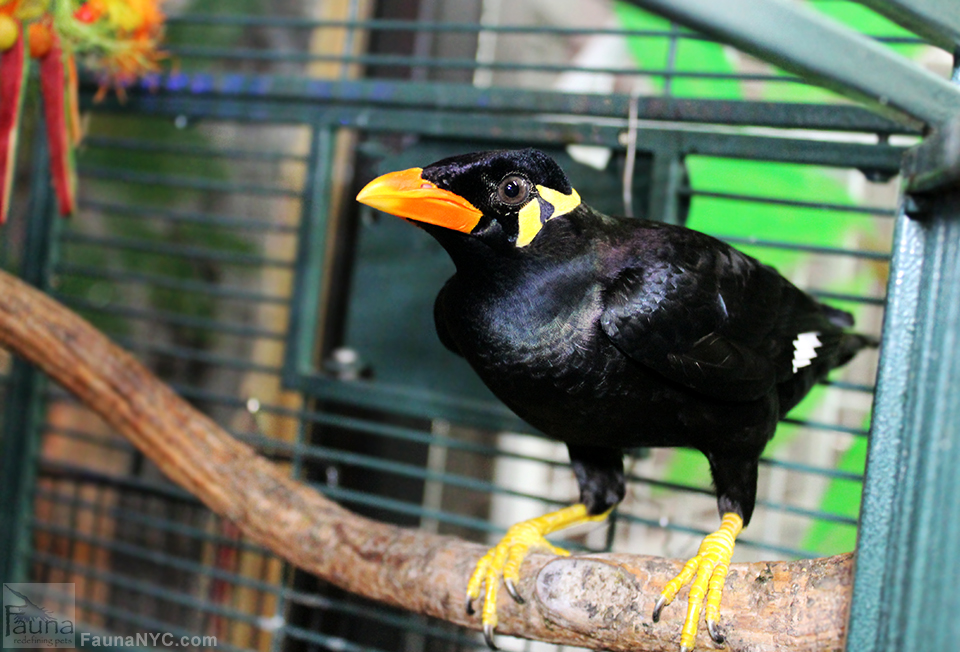 Greater Indian Hill Mynah