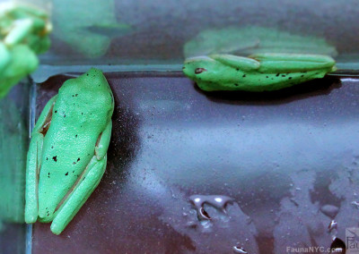 Lemur Tree Frogs (Agalychnis lemur)