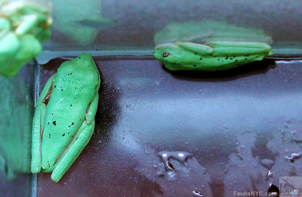 Lemur Tree Frogs (Agalychnis lemur)