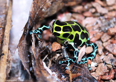 Ranitomeya Variabilis (Southern Variabilis)