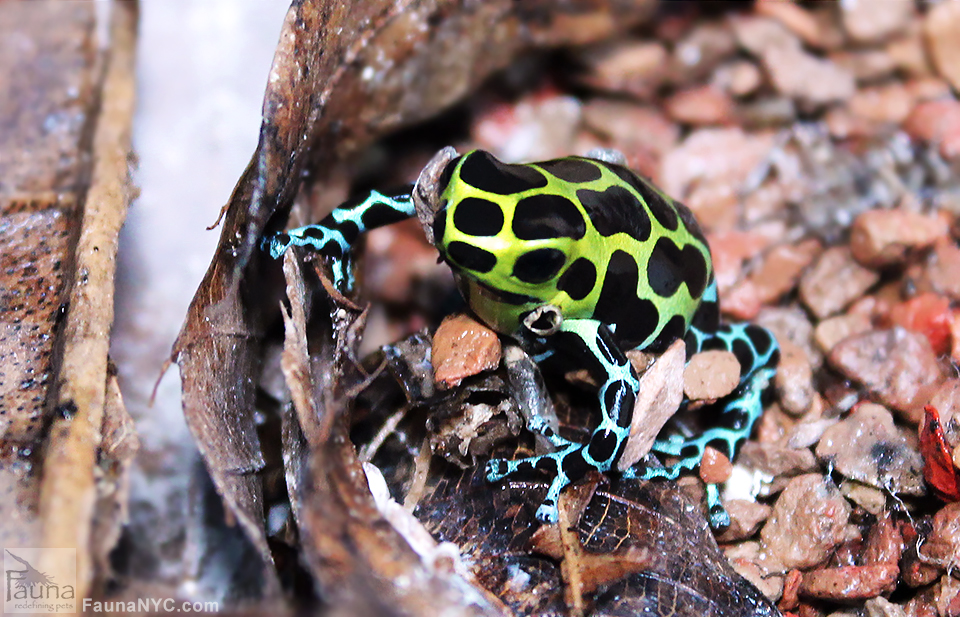 Ranitomeya Variabilis (Southern Variabilis)