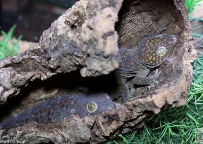 Tokay Geckos