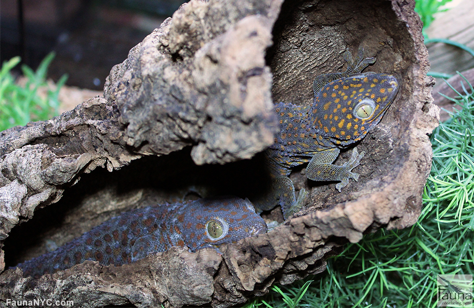 Tokay Geckos