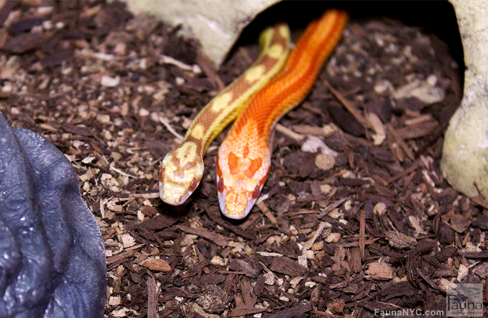 Corn Snakes