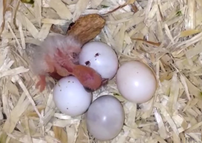 Baby Hooded Parakeets