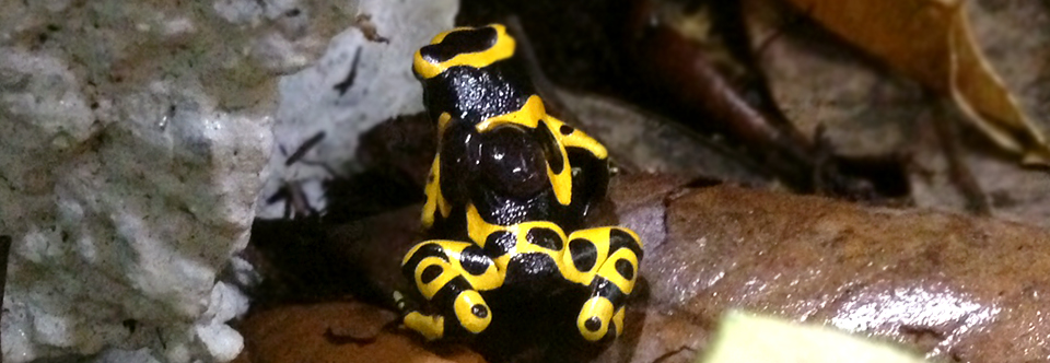 Yellow-banded poison dart frog (Dendrobates leucomelas)