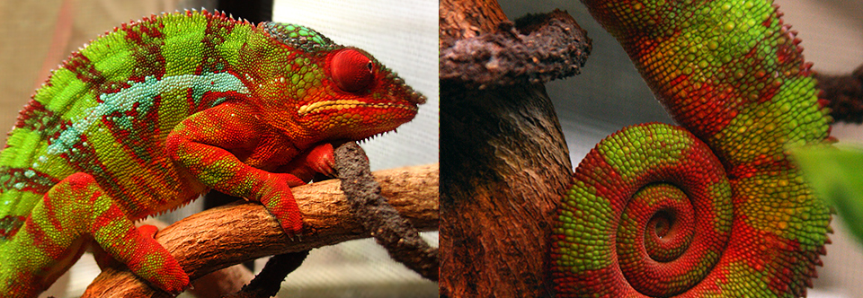 Close-up with Huey, Fauna’s resident Panther Chameleon