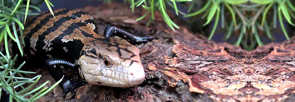 October Herpetology Club