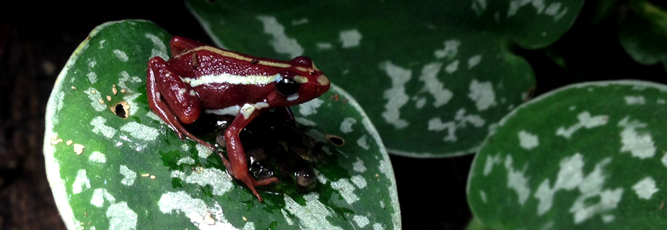 Santa Isabels (Epipedobates anthonyi)